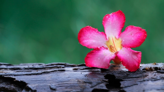 la belle fleur sur bois nature papier peint