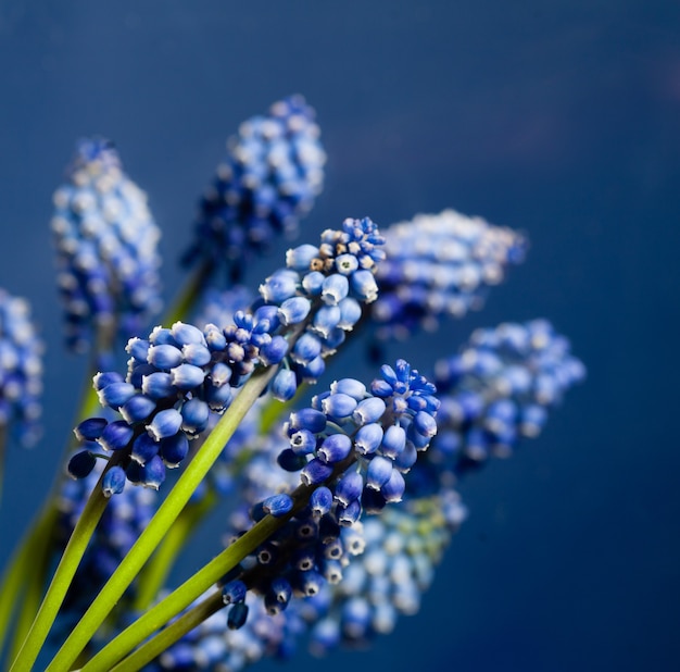 Belle fleur de bokeh de muscari sur le fond bleu