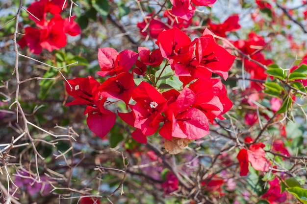 Belle fleur de bougainvillier dans le jardin