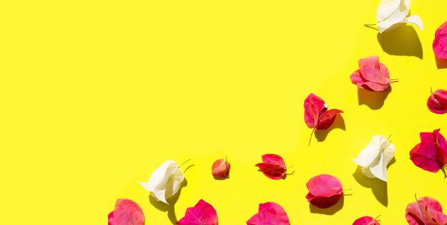 Belle fleur de bougainvillier rouge et blanc sur fond jaune. Vue de dessus