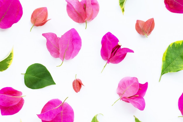 Belle fleur de bougainvillier rouge sur blanc