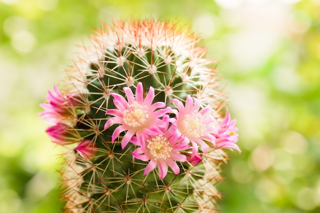 Belle Fleur De Cactus Au Soleil