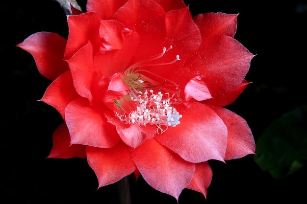 Belle fleur de cactus en os de poisson rouge