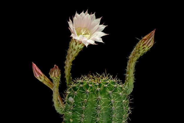 Belle fleur de cactus rose tendre isolée sur fond noir
