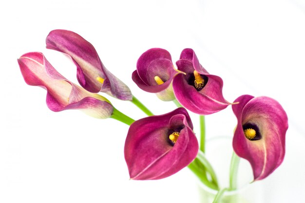 Belle fleur de calla rouge isolée