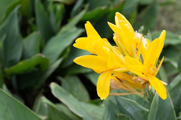 Belle fleur de canna avec des feuilles vertes dans le jardin