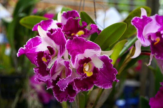 Belle fleur de Cattleya John Lindley dans le jardin.