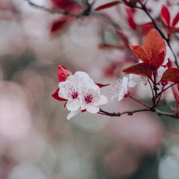 Belle fleur de cerisier au printemps fleur de sakura