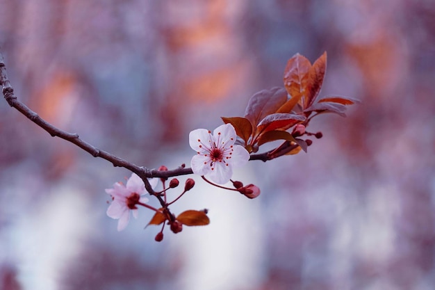 belle fleur de cerisier au printemps