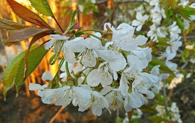 Belle fleur de cerisier au printemps