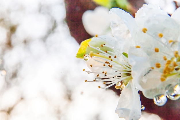 Belle fleur de cerisier blanc sakura macro fleurs bouchent au printemps. Jardin ou parc fleuri floral inspirant. Conception d'art floral.