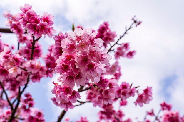 Une belle fleur de cerisier sur un fond de ciel nuageux blanc