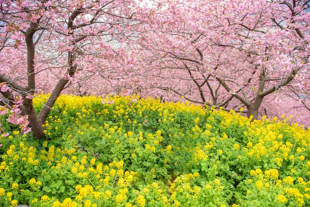 Belle fleur de cerisier à Matsuda, Japon