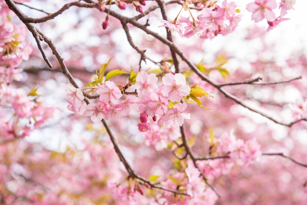 Belle fleur de cerisier à Matsuda, Japon