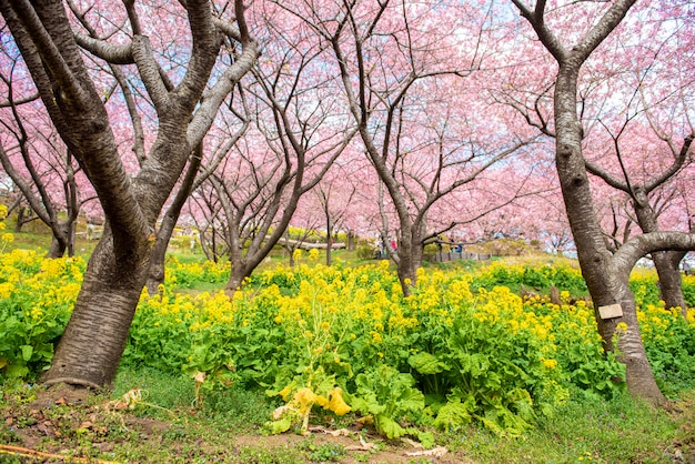 Belle fleur de cerisier à Matsuda, Japon