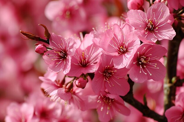 Belle fleur de cerisier en pleine floraison contre un ciel nuageux bleu