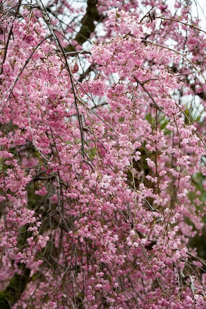 Belle fleur de cerisier printanière avec fond rose pastel et blanc. Faible profondeur de champ. Large dimension d'en-tête.