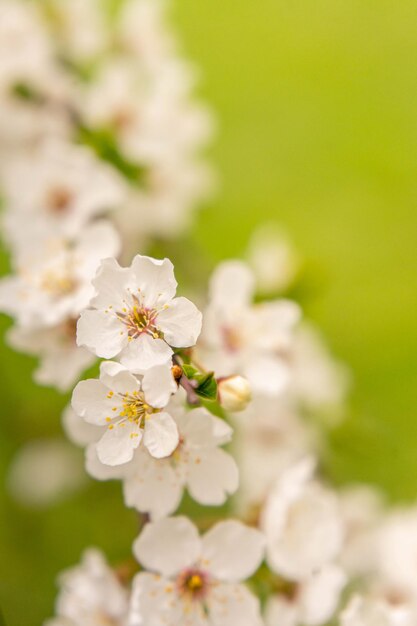 Belle fleur de cerisier de printemps avec un fondu au fond rose pastel et blanc