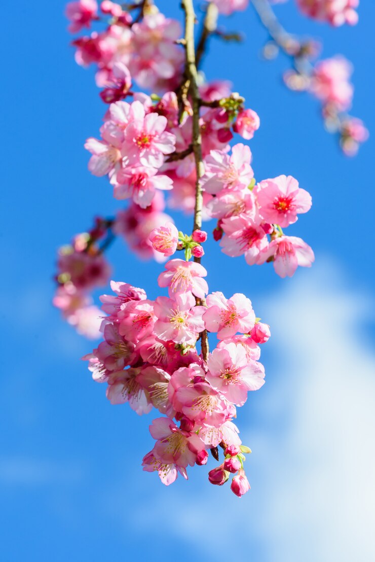 Photo belle fleur de cerisier rose avec un ciel bleu