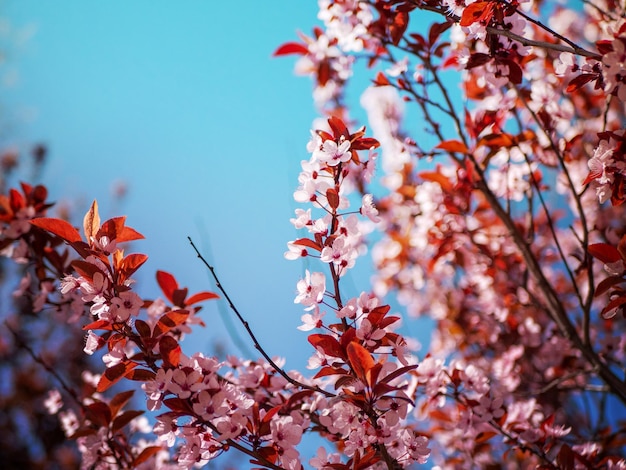 Belle fleur de cerisier rose avec des feuilles rouges sur un fond de ciel bleu clair