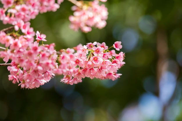 Belle fleur de cerisier rose ou fleur de Sakura en fleurs