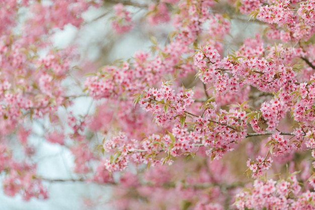 Belle fleur de cerisier rose ou fleur de sakura qui fleurit dans le ciel bleu sur fond de nature
