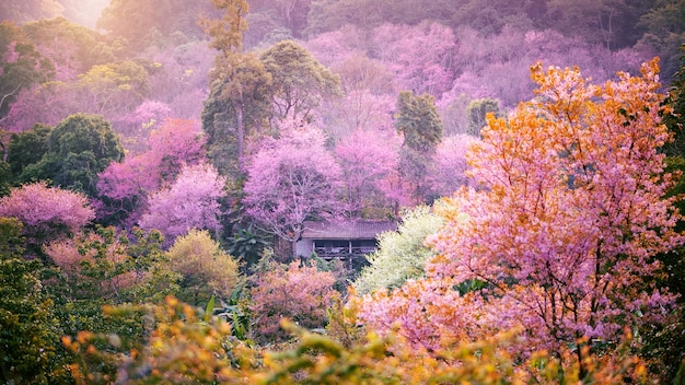 Belle fleur de cerisier rose ou fleur de Sakura qui fleurit sur village de montagne