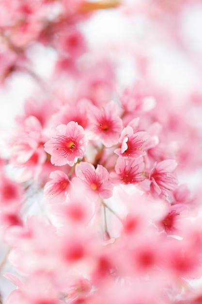 Belle fleur de cerisier rose sur fond de nature Fleur de Sakura en fleurs