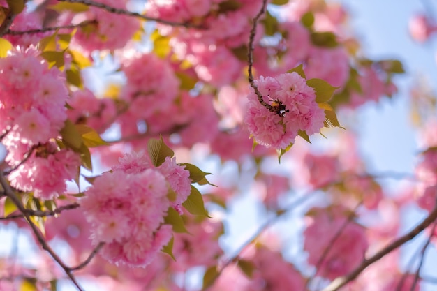 Belle fleur de cerisier rose ou sakura en fleurs dans le jardin