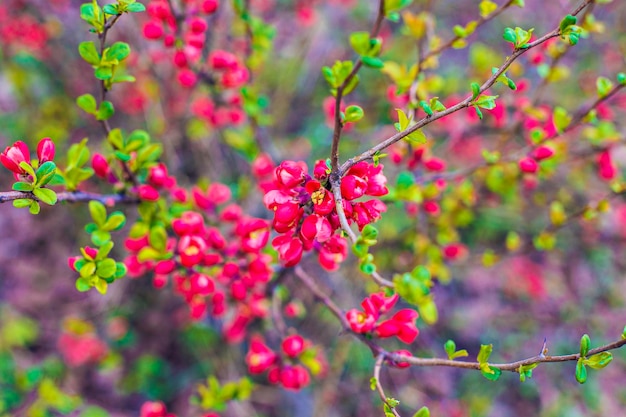 Belle fleur de cerisier rose vif avec mise au point sélective et arrière-plan flou doux. Arbre de cerisier