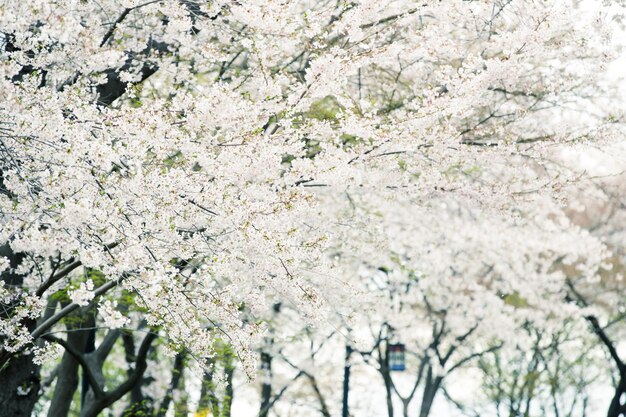 Belle fleur de cerisier sakura au printemps