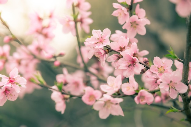 Belle fleur de cerisier sakura au printemps