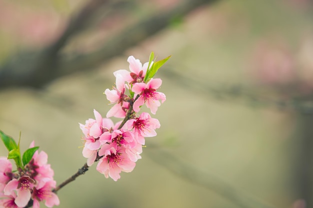 Belle fleur de cerisier sakura au printemps