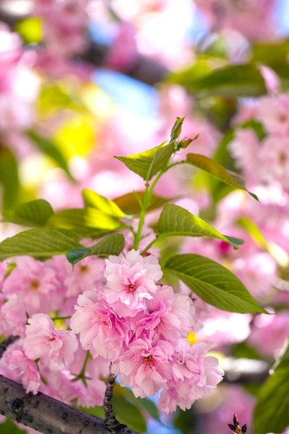 Belle fleur de cerisier, sakura. Japon