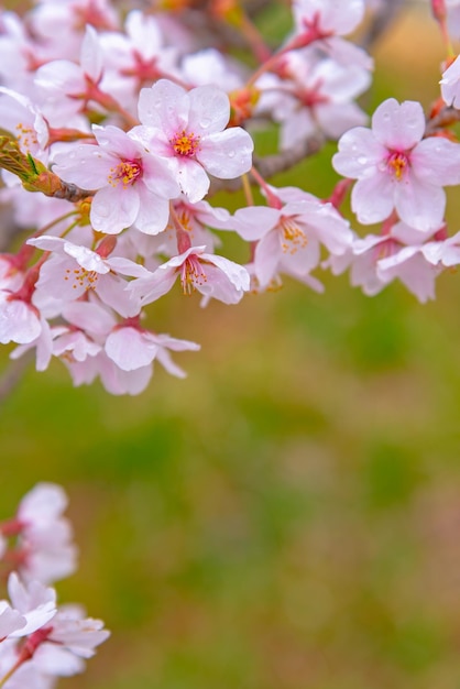 Belle fleur de cerisier sakura en pleine floraison avec un fond vert au printemps