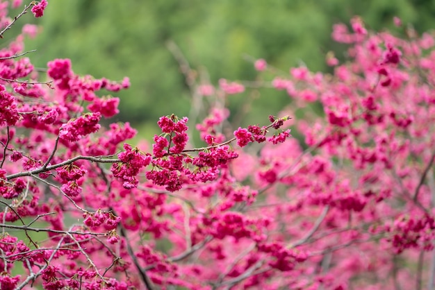 Belle fleur de cerisier Yae Sakura qui fleurit à Taiwan