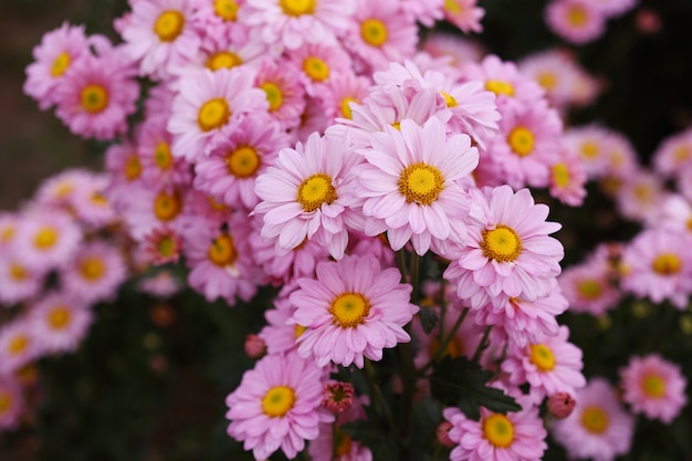 belle fleur de chrysanthème en fleurs