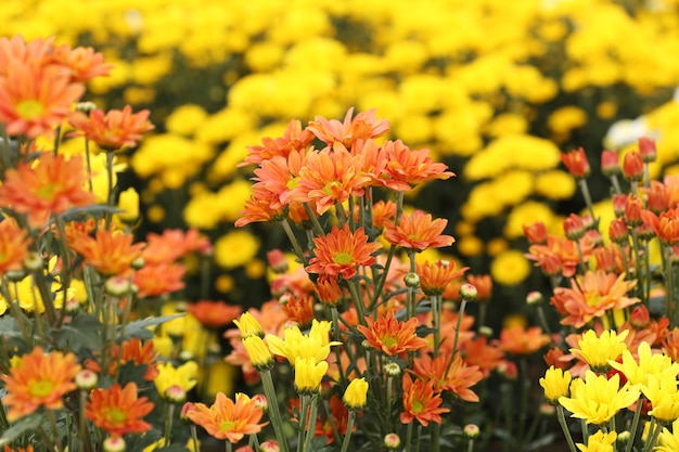 belle fleur de chrysanthème en fleurs