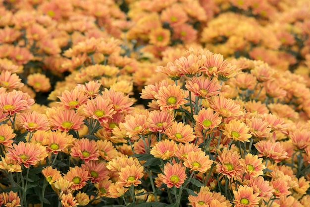 Belle fleur de chrysanthème orange pour le fond de la nature.