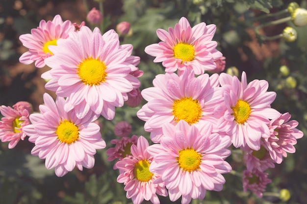 Photo belle fleur de chrysanthème rose