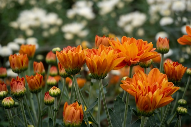 belle fleur de chrysanthème rouge dans le jardin