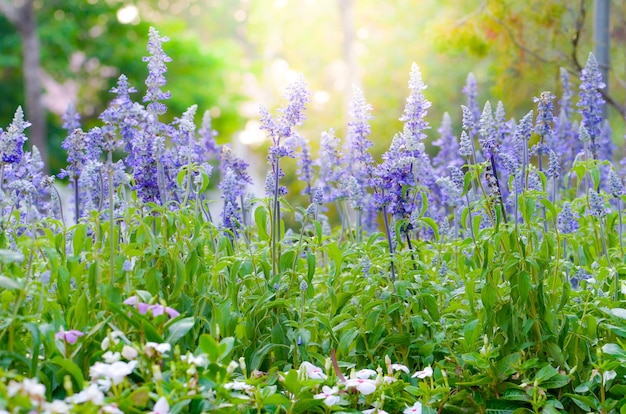 Belle fleur colorée dans le jardin