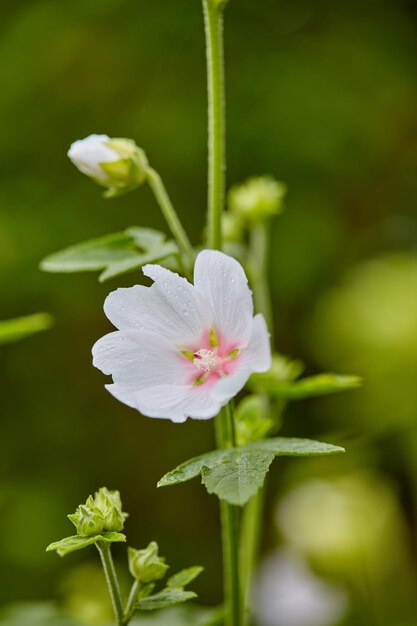 Belle fleur colorée et jolie avec des pétales blancs poussant dans un jardin verdoyant par une journée ensoleillée Beauté printanière naturelle dans la nature Gros plan d'Althaea officinalis ou de guimauve dans le pré