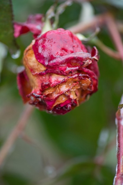 Belle fleur congelée Pétales de rose en gelée blanche Rose dans la neige