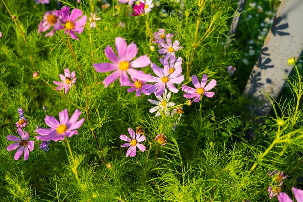 Belle fleur de Cosmeus, ou Csmos