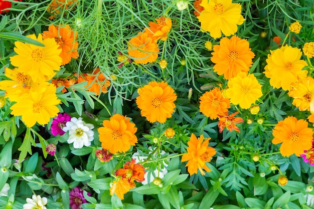 Belle fleur de Cosmos dans le jardin se bouchent