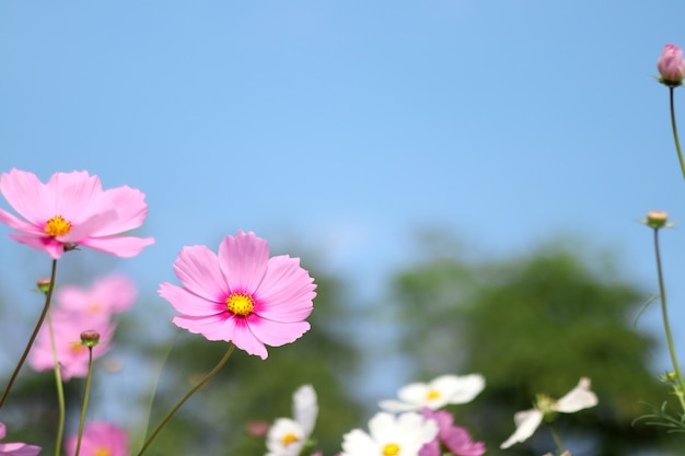 Belle fleur de cosmos qui fleurit dans le jardin avec floue.