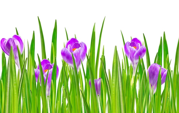 Belle fleur de crocus de printemps en fleurs couleur lilas