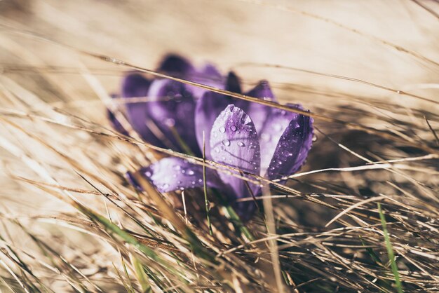 Belle fleur de crocus violet qui pousse dans l'herbe sèche, le premier signe du printemps. Fond de Pâques saisonnier.