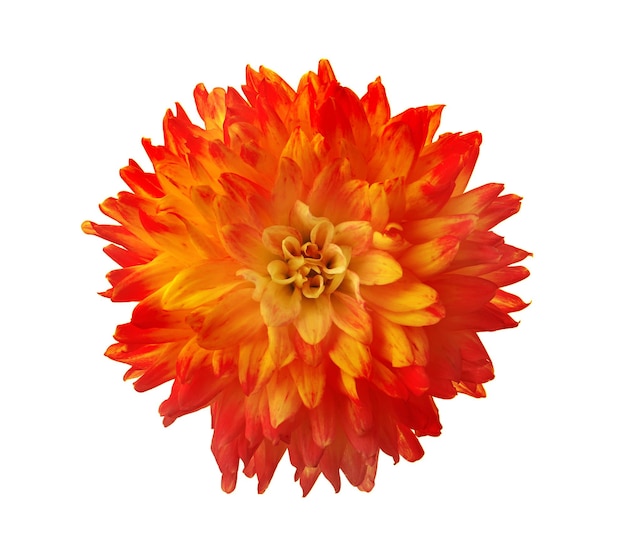 Belle fleur de dahlia orange isolée sur blanc